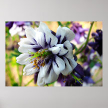 Double Columbine Print