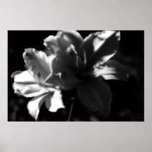 Double Daylilies Black and White Poster Print