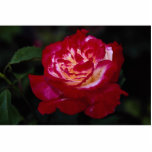 Double Delight Hybrid Tea Rose 'Andeli' Roses photo sculptures