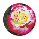 Double Delight Hybrid Tea Rose 'Andeli' White flow magnets