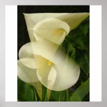 Double Exposure Calla Lily Poster