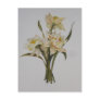 Double Narcissi Post Card