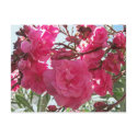 Double Oleander 1 postcards