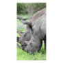 Double Rhino's Photo Cards