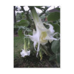 Double White Brugmansia postcards