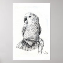 Double Yellow Head Amazon Posters