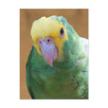 Double Yellow Headed Amazon Postcards