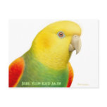 Double Yellow Headed Amazon Postcard