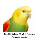 Double Yellow Headed Amazon Scoop Neck t-shirts