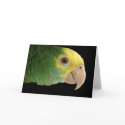 Double Yellowhead Amazon Note Card