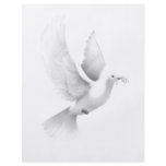 dove flyers