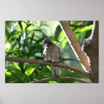 Dove II Print