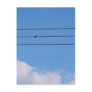 Dove on the wire postcards