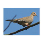 Dove Postcard