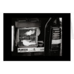 Doves in a Cage Cards