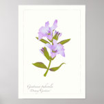 Downy Gentian Print