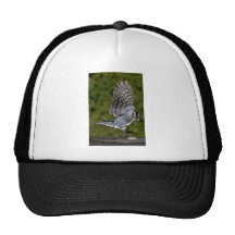 Downy Woodpecker (female) Mesh Hats