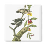 Downy Woodpecker - John Audubon Refrigerator Magnets