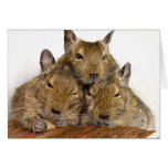 Dozing Degu Trio | Blank Greeting Card
