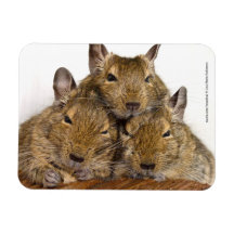 Dozing Degu Trio Premium Magnet