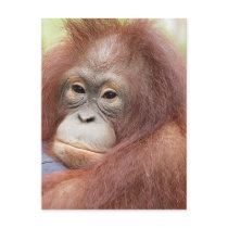 Dr. Ann the Orangutan