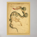 Draco the Dragon - Vintage Astronomical Star Chart posters