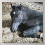 Draft Foal Print