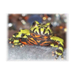 Drago Oriental Fire Belly Toad Postcards
