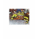 Drago the Fire Belly Toad t-shirts