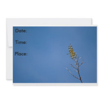 Dragon Fly Invitaions