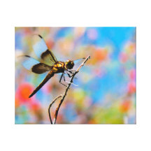 Dragon Fly 'n Coloured Sky Canvas Print