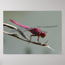 Dragon Fly Print