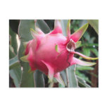 Dragon Fruit growing Post Cards