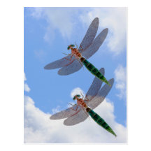 Dragonflies Blue Sky Clouds Nature Postcard