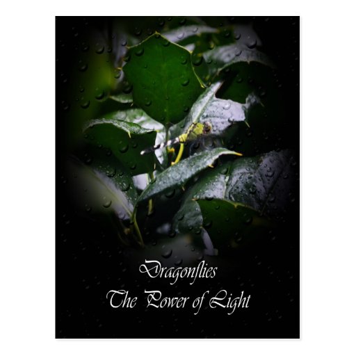 Dragonflies-The Power of Light Postcards