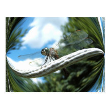 Dragonfly 182 ~ postcard
