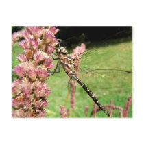 Dragonfly 241 ~ postcard