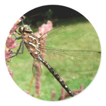 Dragonfly 241 ~ sticker