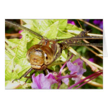 Dragonfly 79 ~ card