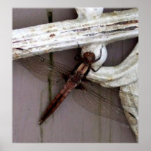 Dragonfly Art Posters