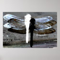 Dragonfly (black and white seperation) posters