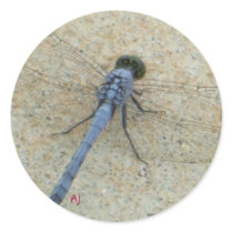 dragonfly blue concrete wings 20090822_22, AJ Sticker