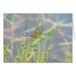 Dragonfly cards