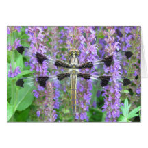 Dragonfly Card