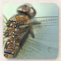 Dragonfly close-up beverage coasters