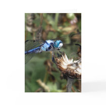 Dragonfly Customised Greeting Cards & Notecards