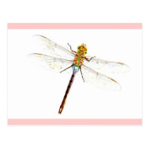 Dragonfly Dreams Postcards