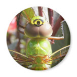 Dragonfly eyes ~ magnet