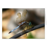 Dragonfly Greeting Cards
