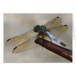 Dragonfly Greeting Cards